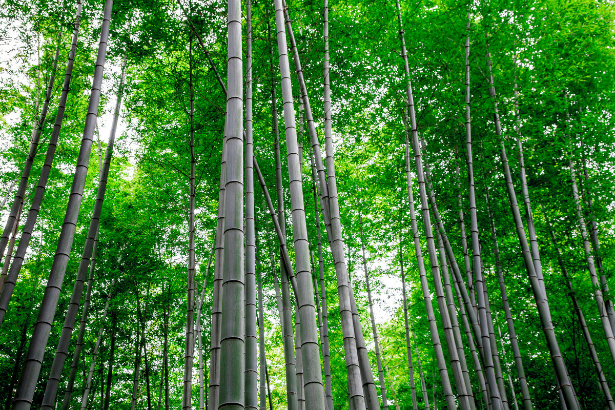 aluminium-print-bamboo-forest