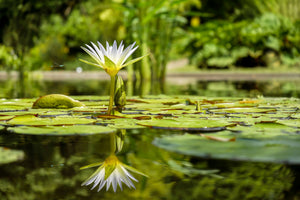 3-piece-acrylic-print-water-lily-in-nature