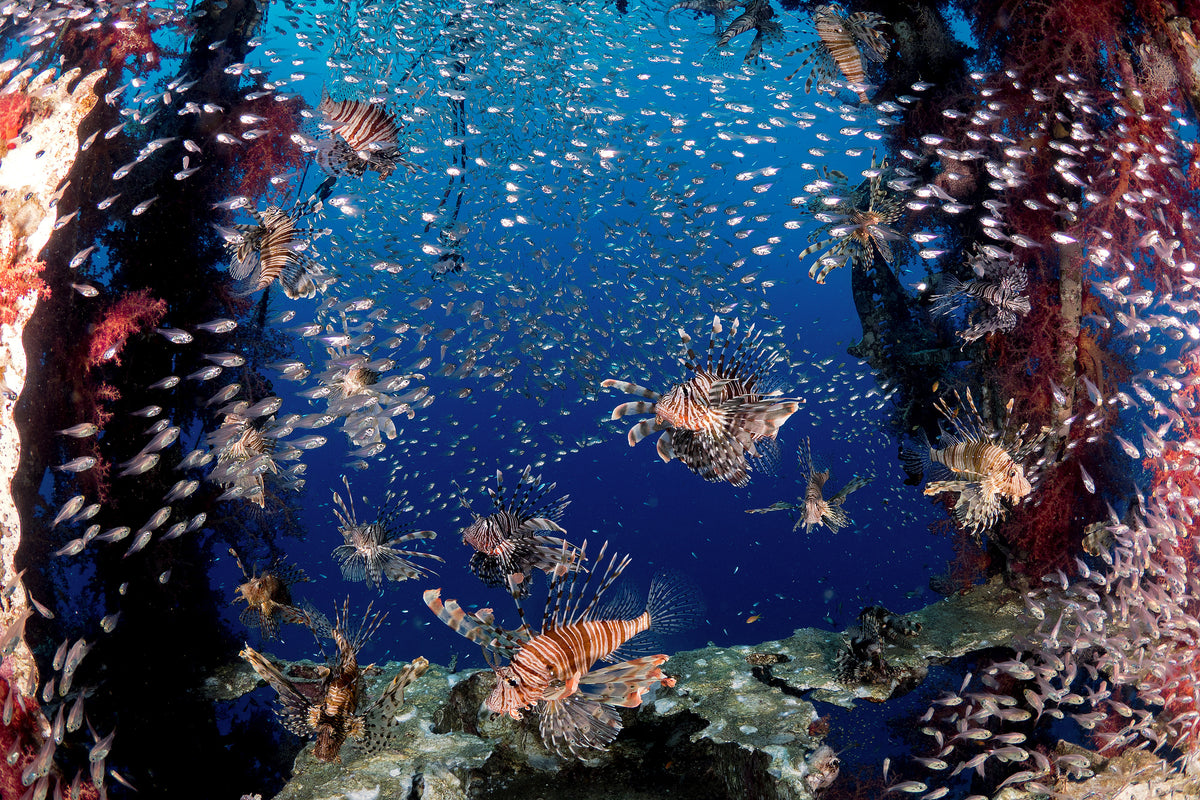 canvas-print-lionfish-party-x