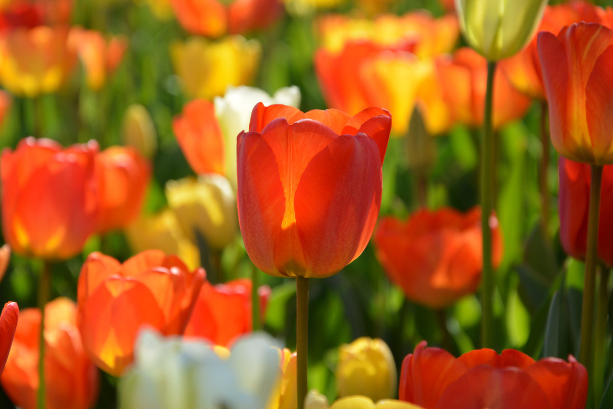 aluminium-print-close-up-tulip-field