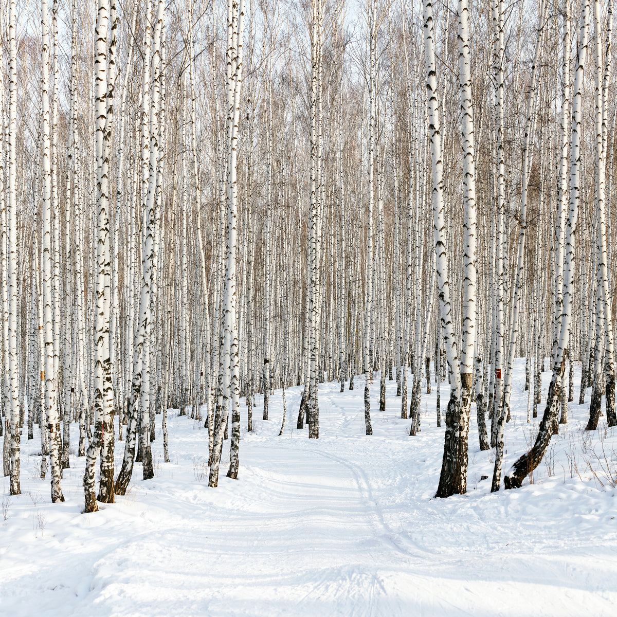 poster-print-birch-forest-tracks-in-snow