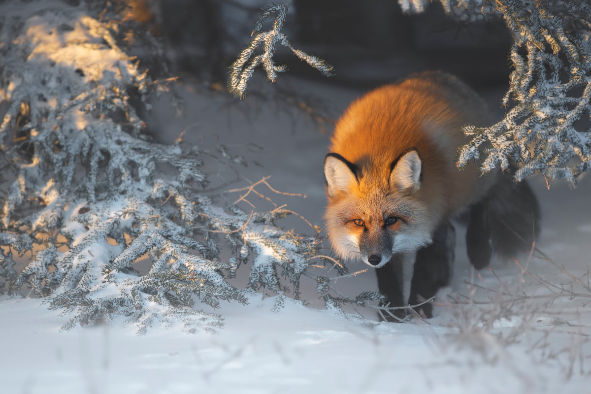 acrylic-print-red-fox-xxr