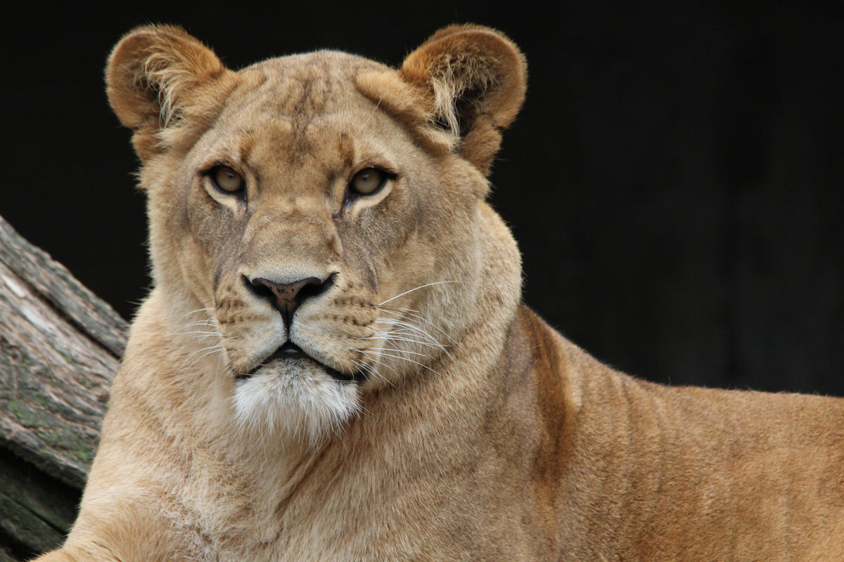 framedcanvas-print-proud-lioness