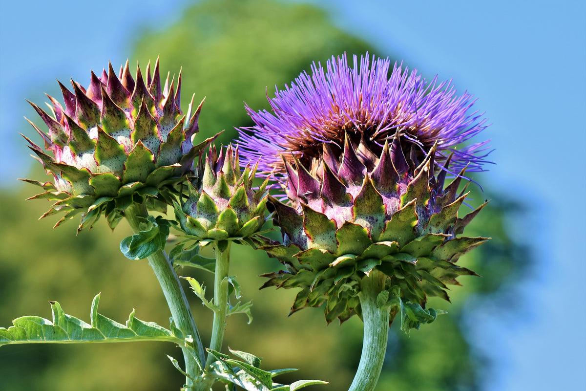 modern-3-piece-aluminium-print-the-artichoke-xl