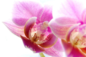 acrylic-print-magnificent-phalaenopsis