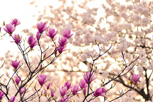 modern-3-piece-aluminium-print-beautiful-magnolia-xl