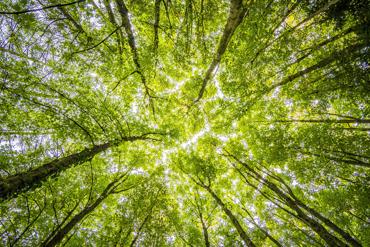 modern-3-piece-canvas-print-under-the-treetops
