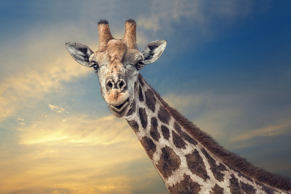 canvas-print-the-friendly-giant