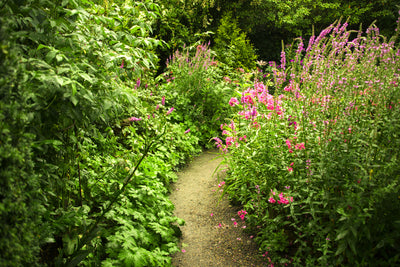 poster-print-garden-path