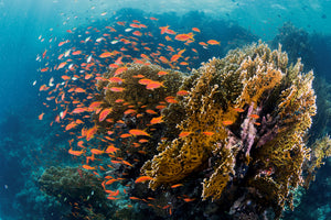 framedcanvas-print-reefscape-x