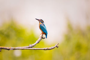 3-piece-aluminium-print-the-kingfisher