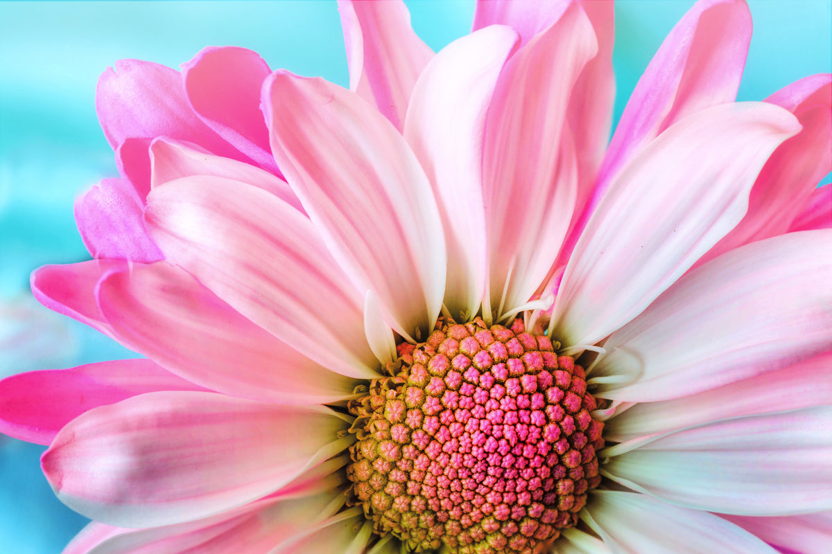 3-piece-canvas-print-colored-flower