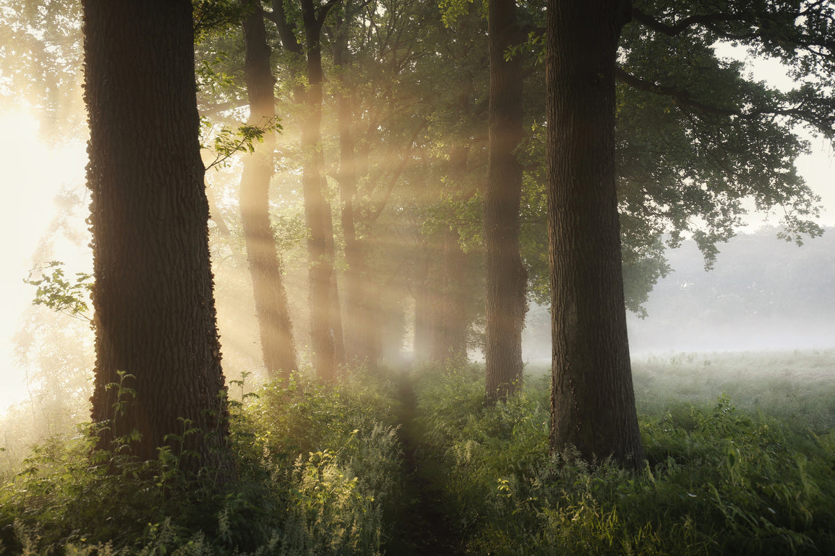 framedcanvas-print-first-day-of-summer