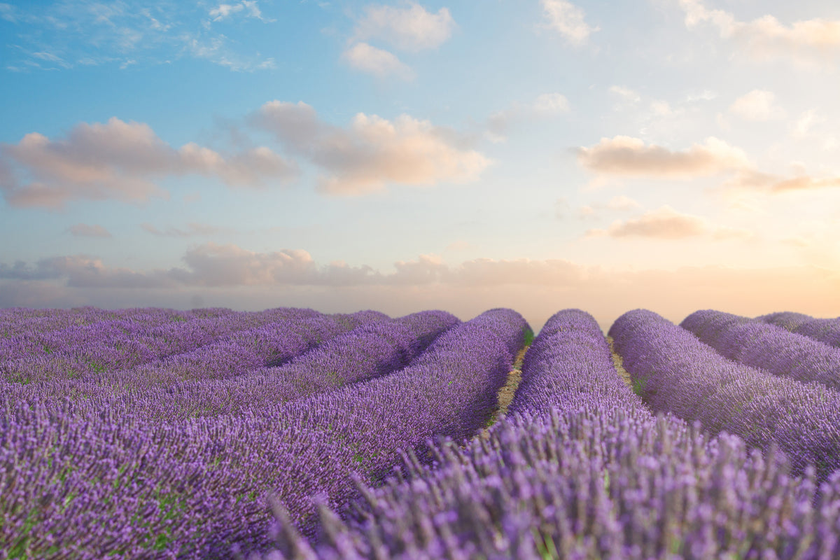 poster-print-the-blooming-lavender-field