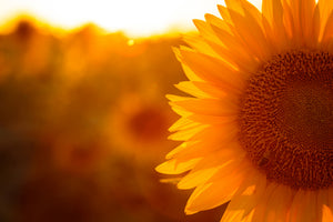 modern-3-piece-acrylic-print-macro-sunflower