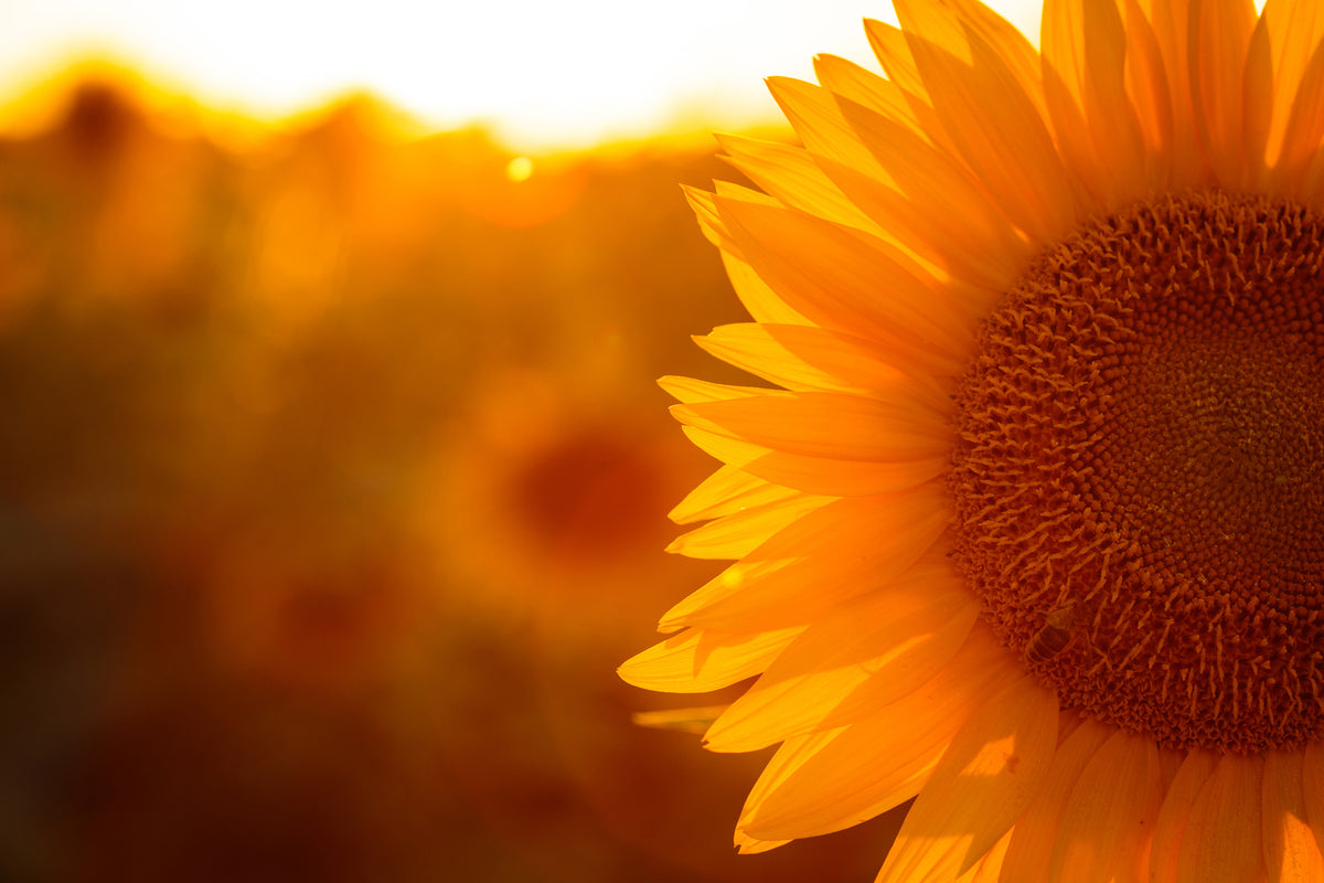 modern-3-piece-acrylic-print-macro-sunflower