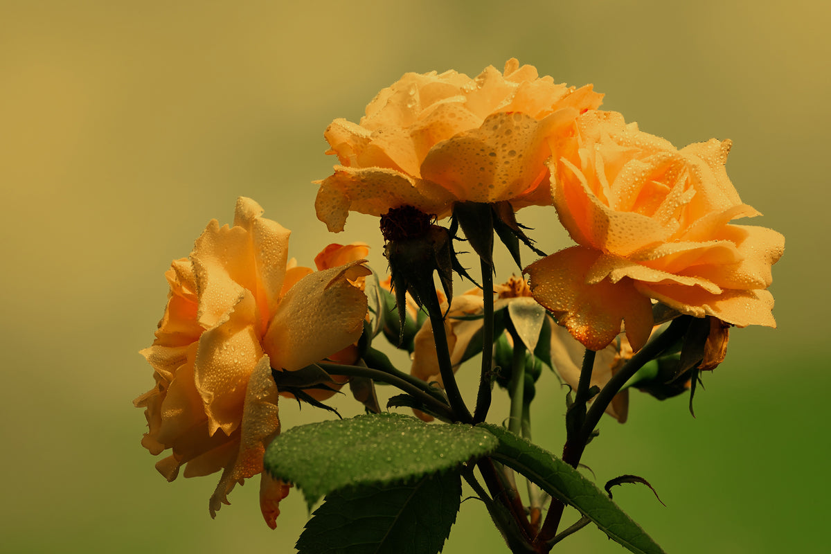 framedcanvas-print-the-roses-in-nature