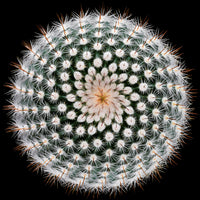 aluminium-print-notocactus-scopa