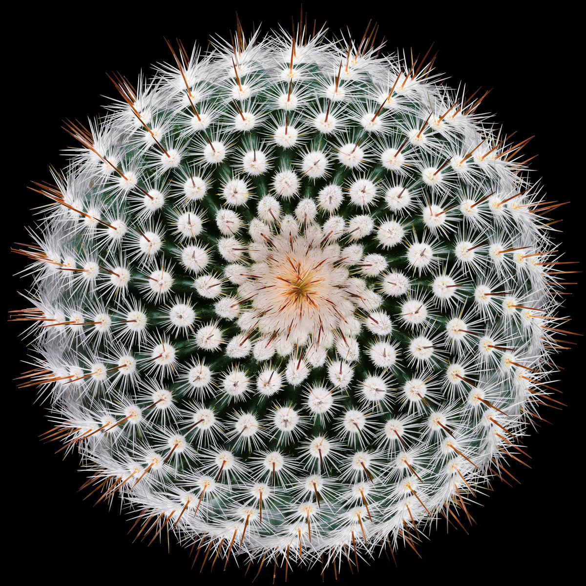 aluminium-print-notocactus-scopa