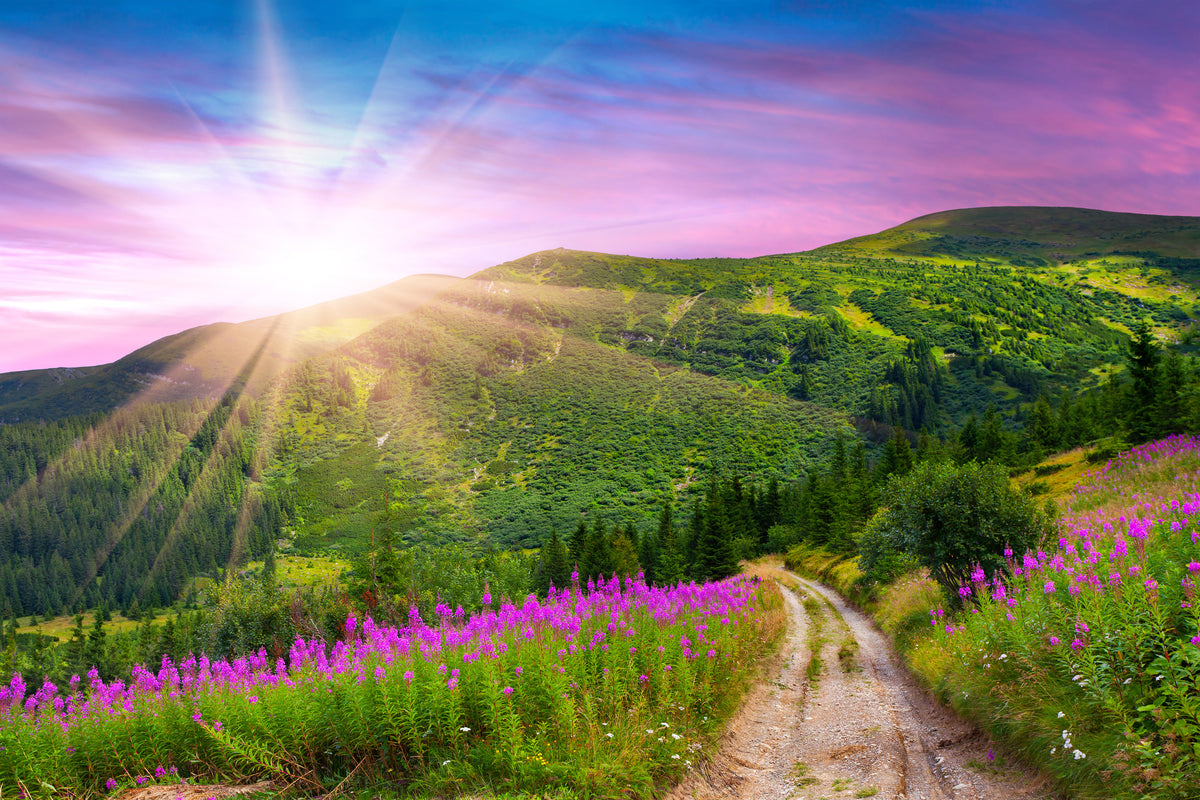 canvas-print-a-summer-landscape-at-sunrise