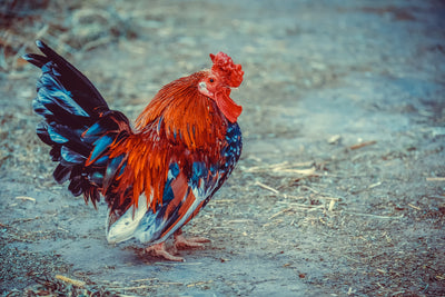 poster-print-proud-cock