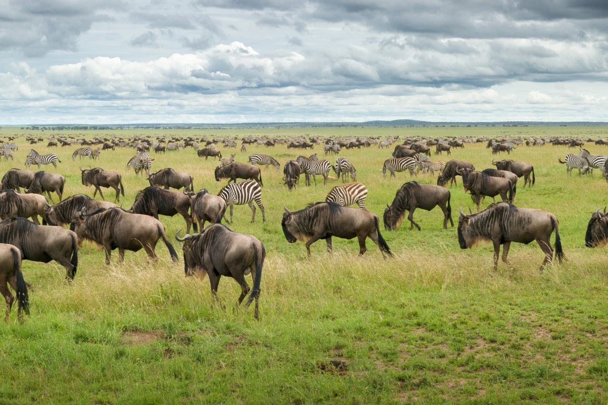 aluminium-print-great-migration-in-serengeti-plains-x