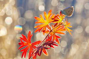 canvas-print-september-moments-x