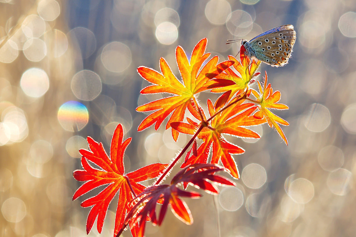 canvas-print-september-moments-x