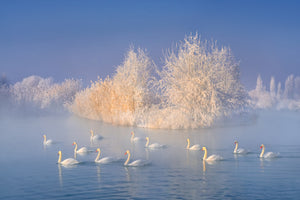 acrylic-print-swan-lake-xge