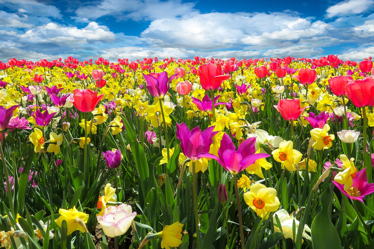 framedcanvas-print-the-spring-awakening