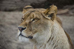 framedposter-print-head-of-a-lioness