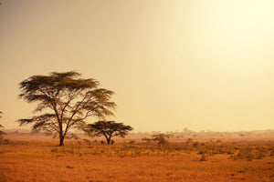 modern-3-piece-acrylic-print-pastures-in-kenya