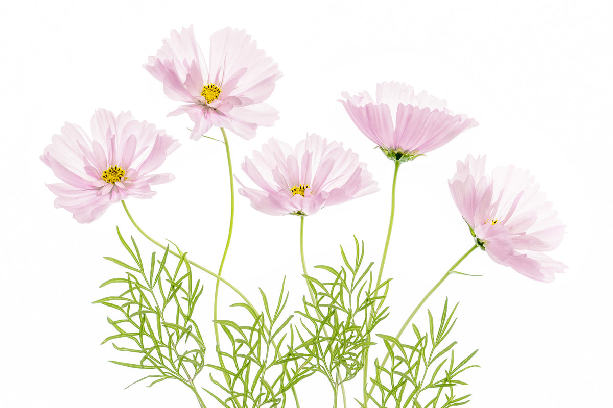 aluminium-print-cosmos-cupcake