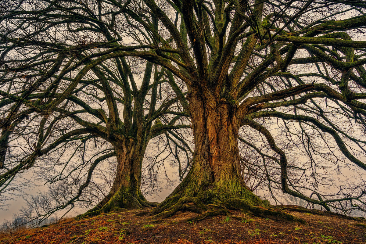 canvas-print-ghostly-trees