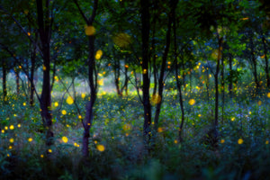 framedposter-print-magic-fireflies-x