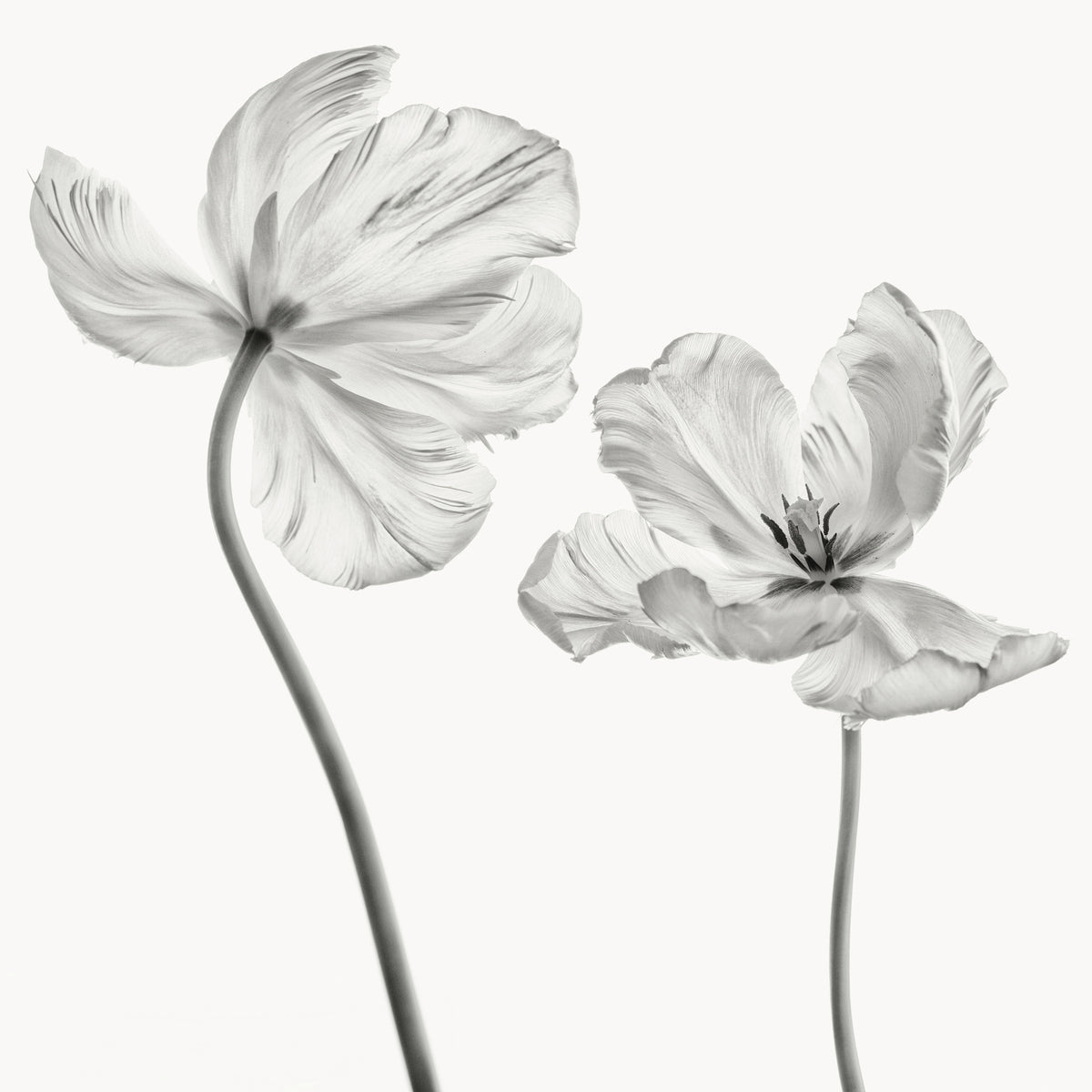 poster-print-same-tulip-front-and-backview
