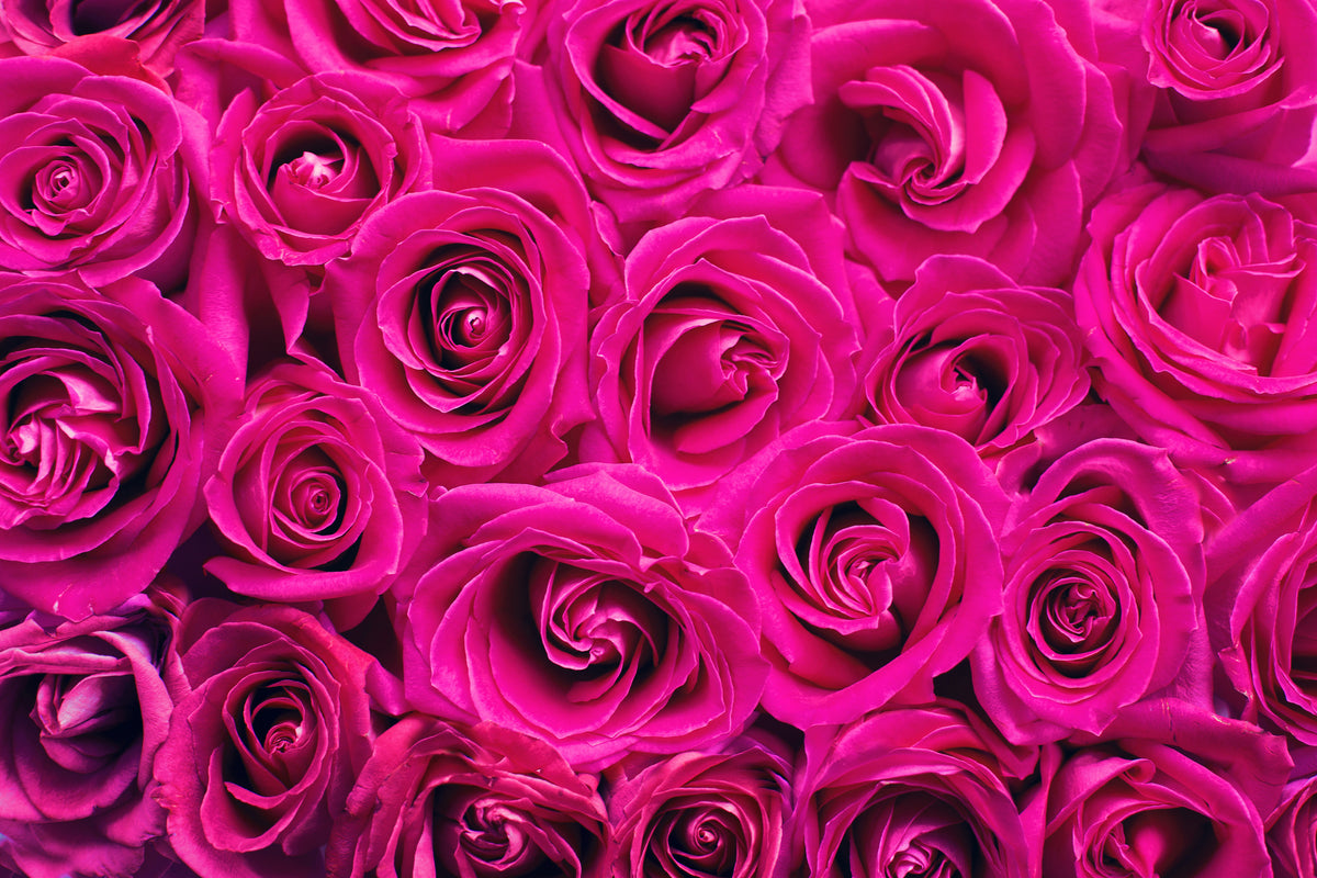 3-piece-acrylic-print-rose-petals-in-pink