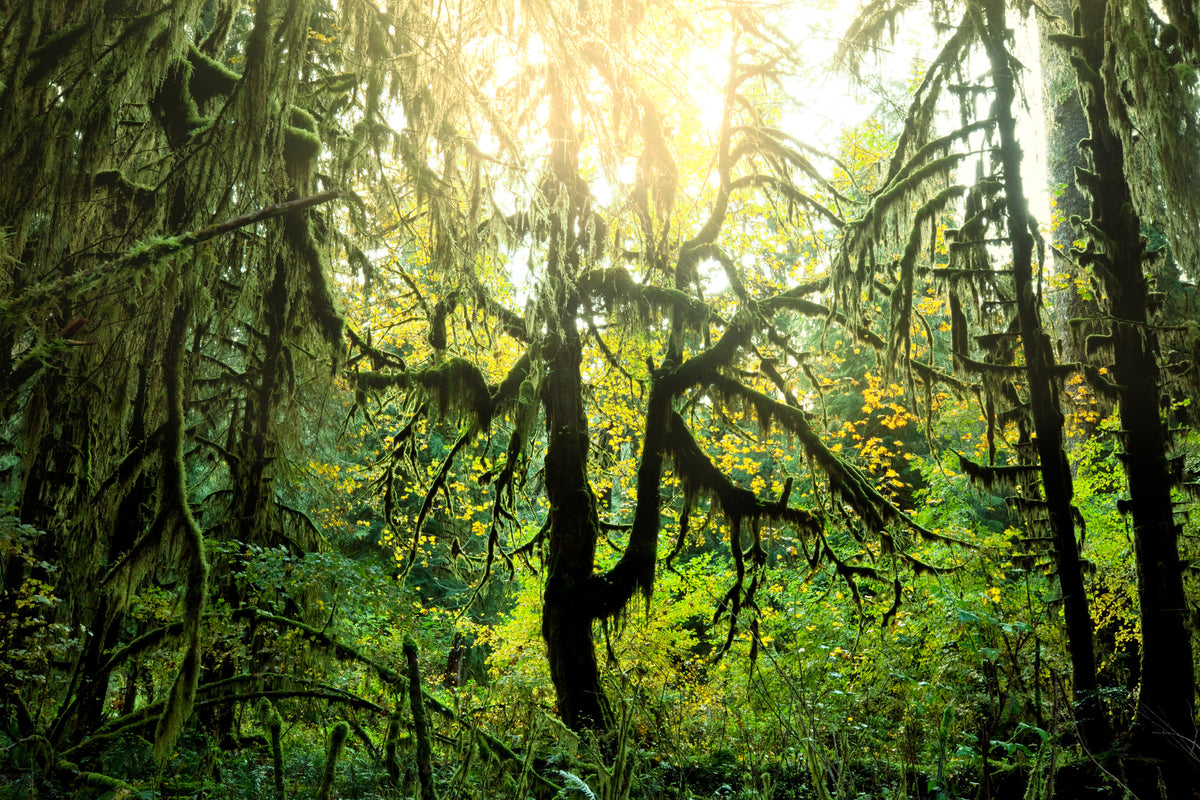 canvas-print-dreamy-forest