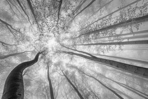 poster-print-spring-crown-of-trees-x