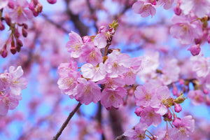 modern-3-piece-aluminium-print-gorgeous-cherry-blossom