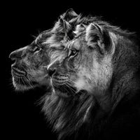 9-piece-canvas-print-lion-and-lioness-portrait