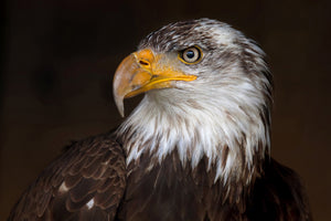 framedposter-print-caged-eagle