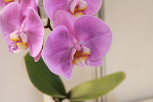 framedcanvas-print-orchids-with-purple-flowers-in-xl
