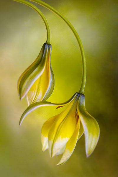 poster-print-tulipa