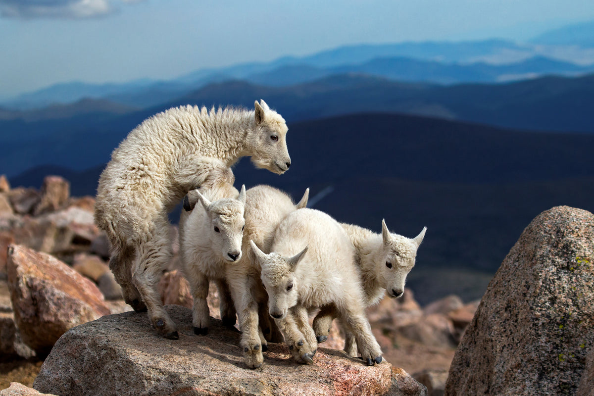 aluminium-print-baby-goats-at-play-x