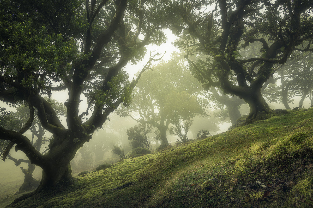 aluminium-print-enchanted-forest-xeb