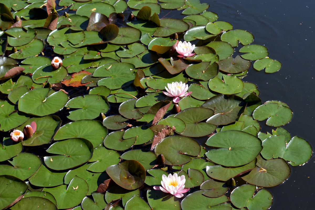 3-piece-aluminium-print-white-water-lilies-in-the-pond