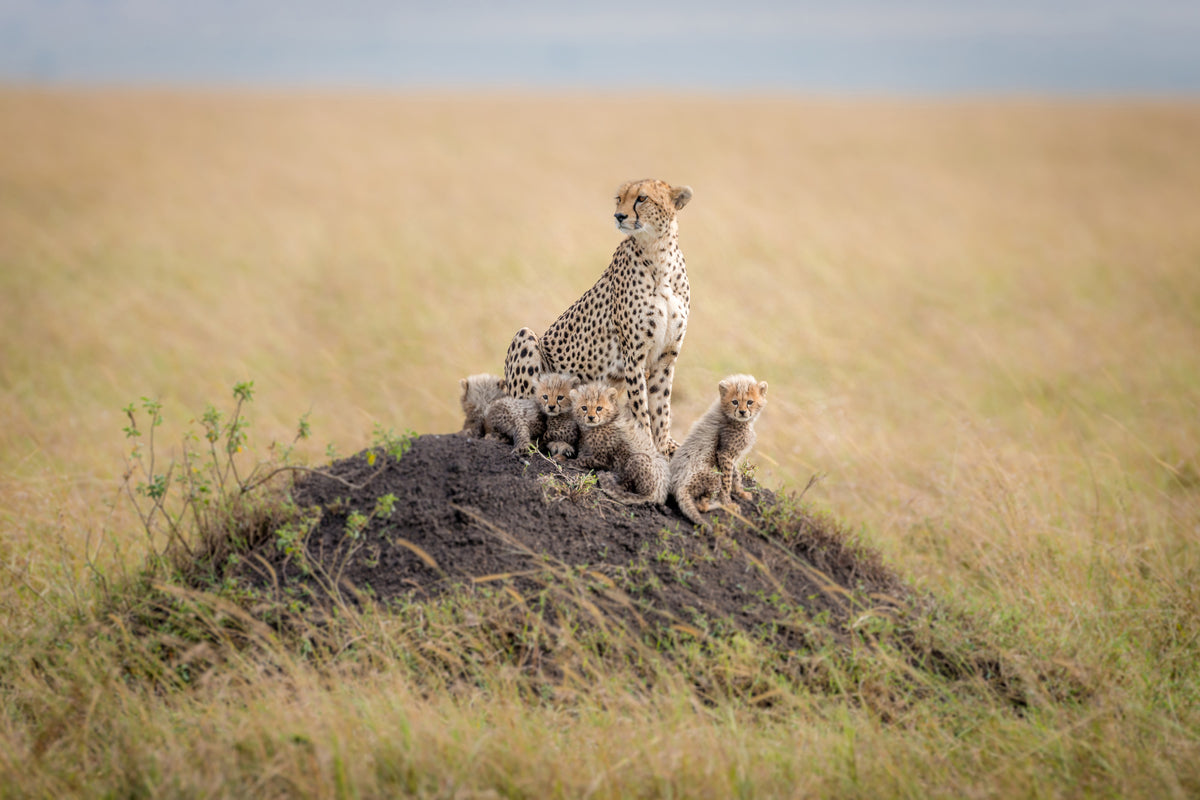 acrylic-print-regal-protector