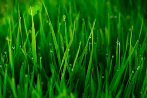 modern-3-piece-aluminium-print-grass-with-morning-dew