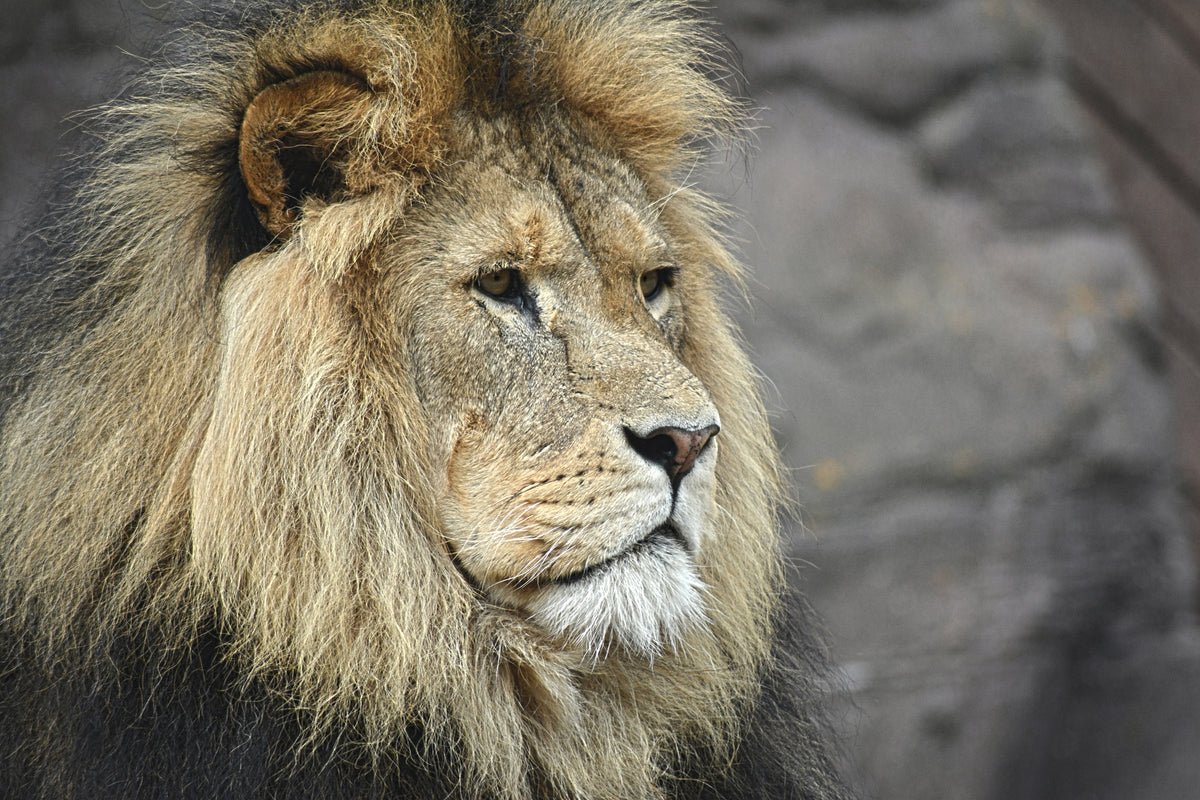 aluminium-print-lion-head-xl